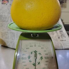 ⑭晩白柚　1010g(洗浄済、傷あり)