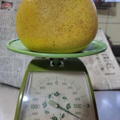 ⑮晩白柚　小ぶり650g(洗浄済、傷あり)