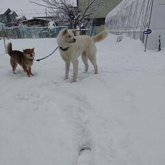 秋田犬 − 岩手県
