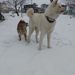 秋田犬 - 犬