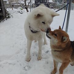 秋田犬 - 奥州市