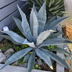 アガベ　アメリカーナ　特大株 ⭐︎特大株⭐︎ アガベ アメリカーナ 地植え