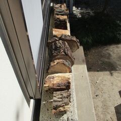 ■(完売) :丸太・栗(クリ)の広葉樹の画像