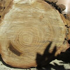 ■(完売) :丸太・栗(クリ)の広葉樹の画像