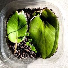 【多肉植物】『マザーリーフ』大きな”幸せの葉っぱ”が採れました ٩(ˊᗜˋ*)وの画像