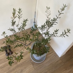 オリーブの木の画像