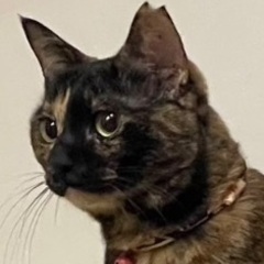 さびねこちゃん(先住猫の相手をお探しの方見てください!)