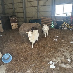 雌の山羊2匹お譲りいたします。