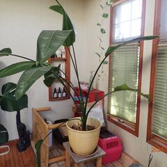 観葉植物