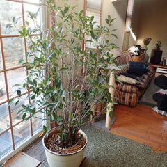 観葉植物の画像