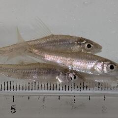 コウライモロコ 3〜4cm程度ですの画像