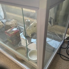 爬虫類ゲージ色々付いてます！！ぜひ！！の画像