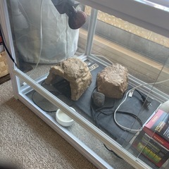 爬虫類ゲージ色々付いてます！！ぜひ！！の画像