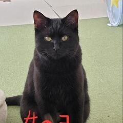 去年保護した野良猫(推定9ヵ月)