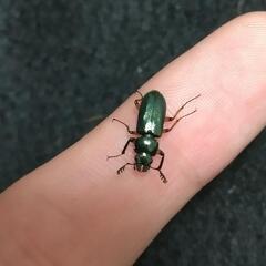 コルリクワガタ 成虫2ペアセット