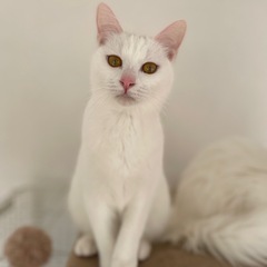 白ねこ美人姉妹 - 猫
