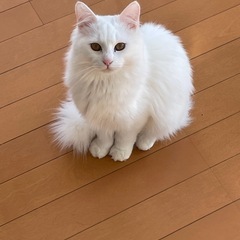 白ねこ美人姉妹 - 中津市