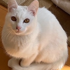 元気いっぱいのキジ、白 − 大分県