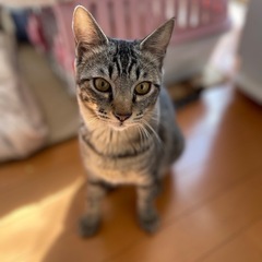 元気いっぱいのキジ、白 - 猫