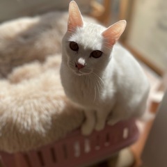元気いっぱいのキジ、白 - 中津市