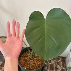 観葉植物　モンステラ　002　の画像