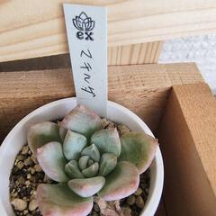 多肉植物セットの画像