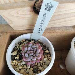 多肉植物セットの画像