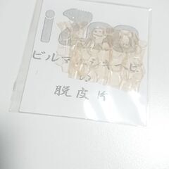 ビルマﾆシキヘビ🐍脱皮片｛２0２５年｝世界トッﾌﾟ３に入る大きな...