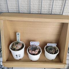 棚付き多肉植物セット