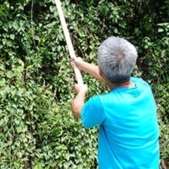 新品下刈鎌、造林鎌の画像