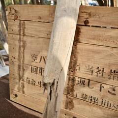 SEASIDEinterior★インテリアディスプレイに流木 Cool driftwood for decorating 144の画像