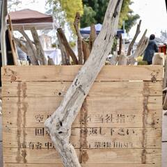 SEASIDEinterior★インテリアディスプレイに流木 C...