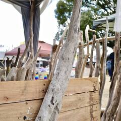 SEASIDEinterior★インテリアディスプレイに流木 Cool driftwood for decorating 143の画像