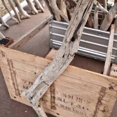 SEASIDEinterior★インテリアディスプレイに流木 Cool driftwood for decorating 143の画像