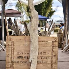 SEASIDEinterior★インテリアディスプレイに流木 Cool driftwood for decorating 142の画像