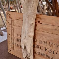 SEASIDEinterior★インテリアディスプレイに流木 Cool driftwood for decorating 142の画像