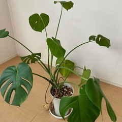 観葉植物　モンステラ