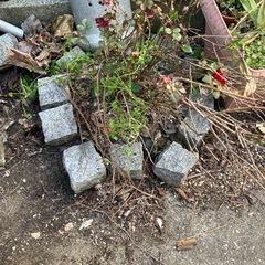 ピンコロ　花壇 の画像