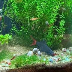 レッドテールブラックシャーク1匹の画像