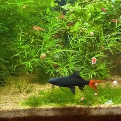 レッドテールブラックシャーク1匹の画像