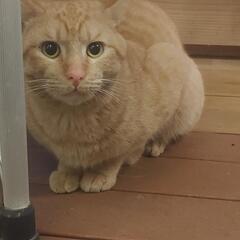 迷い猫　茶トラ