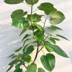 観葉植物　フィカス　ウンベラータ