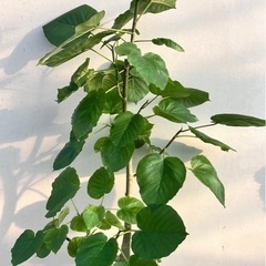観葉植物　フィカス　ウンベラータの画像