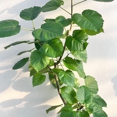 観葉植物　フィカス　ウンベラータの画像