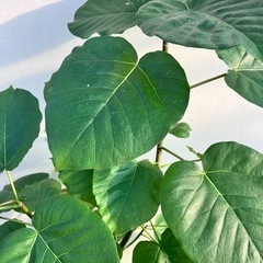 観葉植物　フィカス　ウンベラータの画像