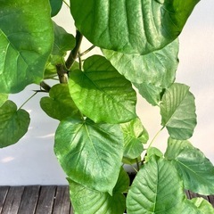観葉植物　フィカス　ウンベラータの画像