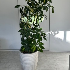 ミドルサイズの観葉植物お譲りします