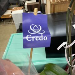 胡蝶蘭　No.1267　ピンク　Credo　観葉植物　【リサイクルショップどりーむ荒田店】の画像