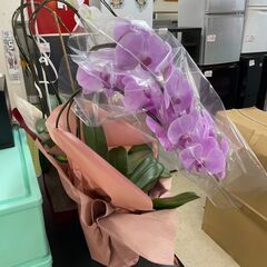 胡蝶蘭　No.1267　ピンク　Credo　観葉植物　【リサイクルショップどりーむ荒田店】の画像