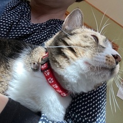 里親さま決定⭐️ゴロゴロスリスリよく慣れているチコちゃん - 猫